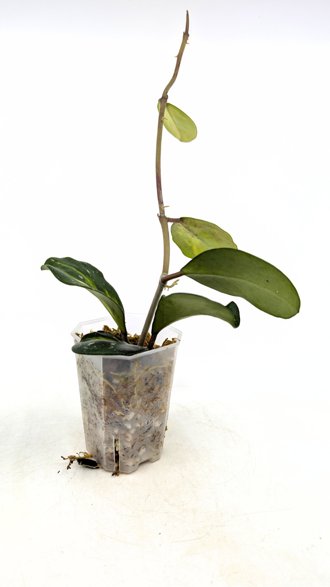 Rare waxplant Hoya Obavata Splash Variegated available for sale at rare indoor plant shop The Leaf Gallery in Perth, Western Australia.