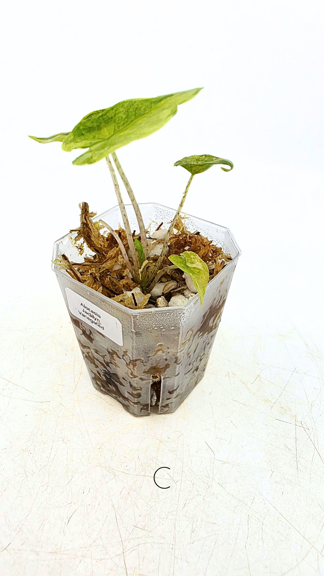 Rare indoor plannt Alocasia Jacklyn Variegated available for sale at rare house plant shop The Leaf Gallery in Perth, Western Australia.