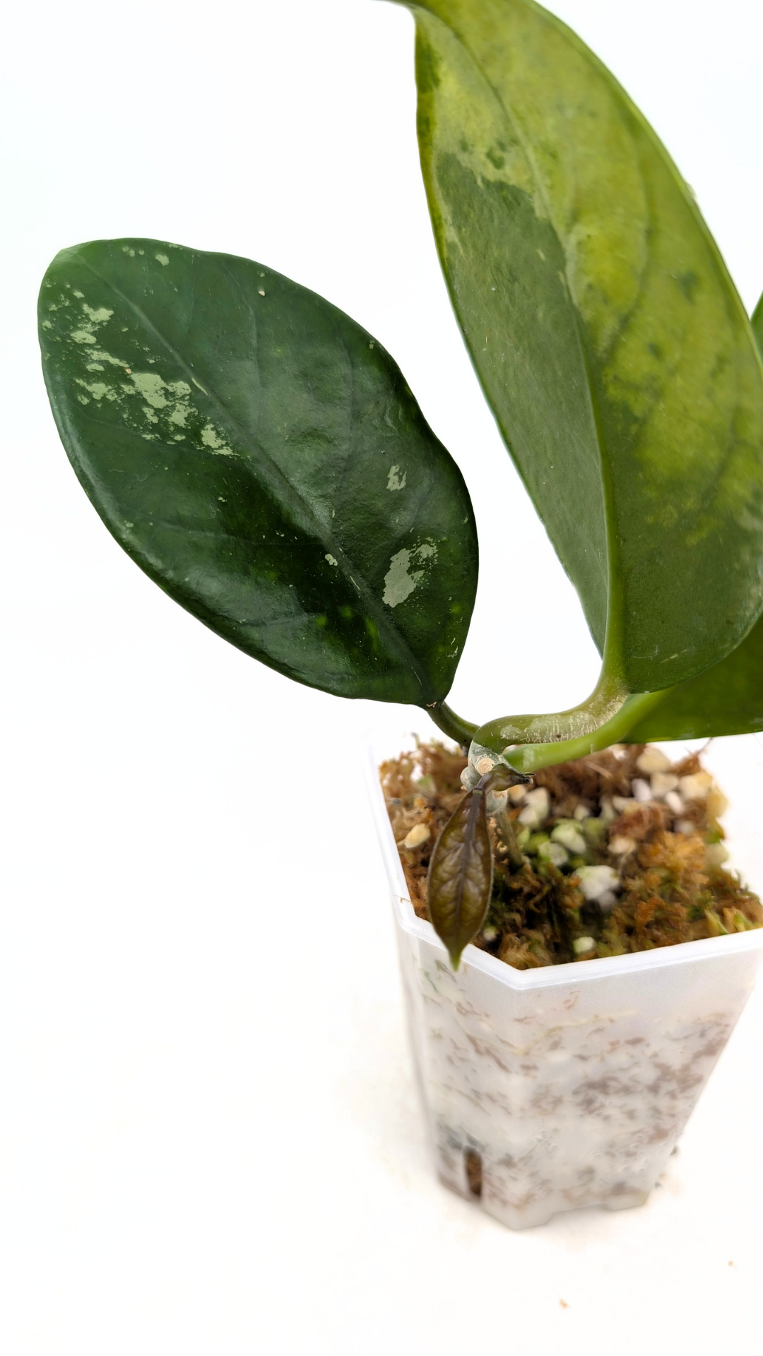 Rare waxplant Hoya Nervosa Jokul available for sale at rare plant shop The Leaf Gallery in Perth, Western Australia