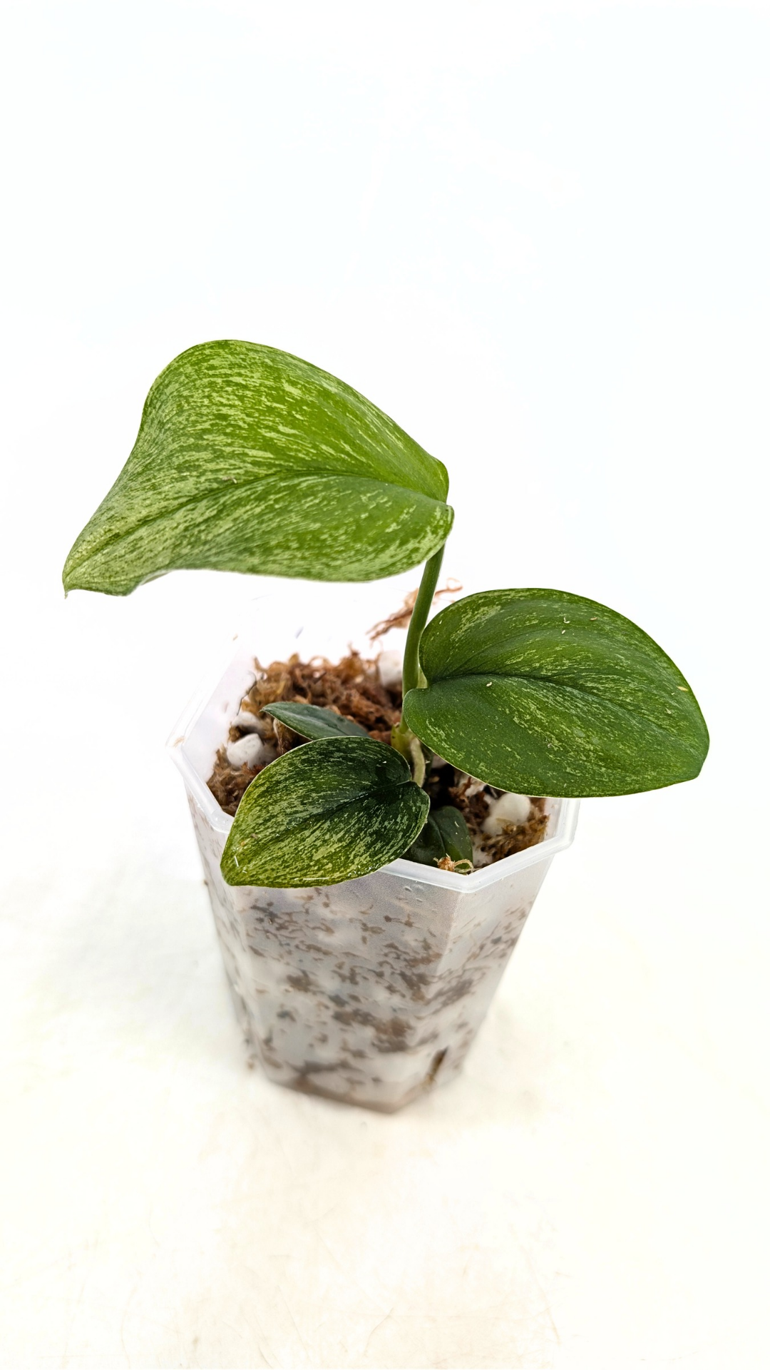 Rare indoor plant Scindapsus Treubii Moonlight Mint Varigated available at The Leaf Gallery in Perth, Western Australia