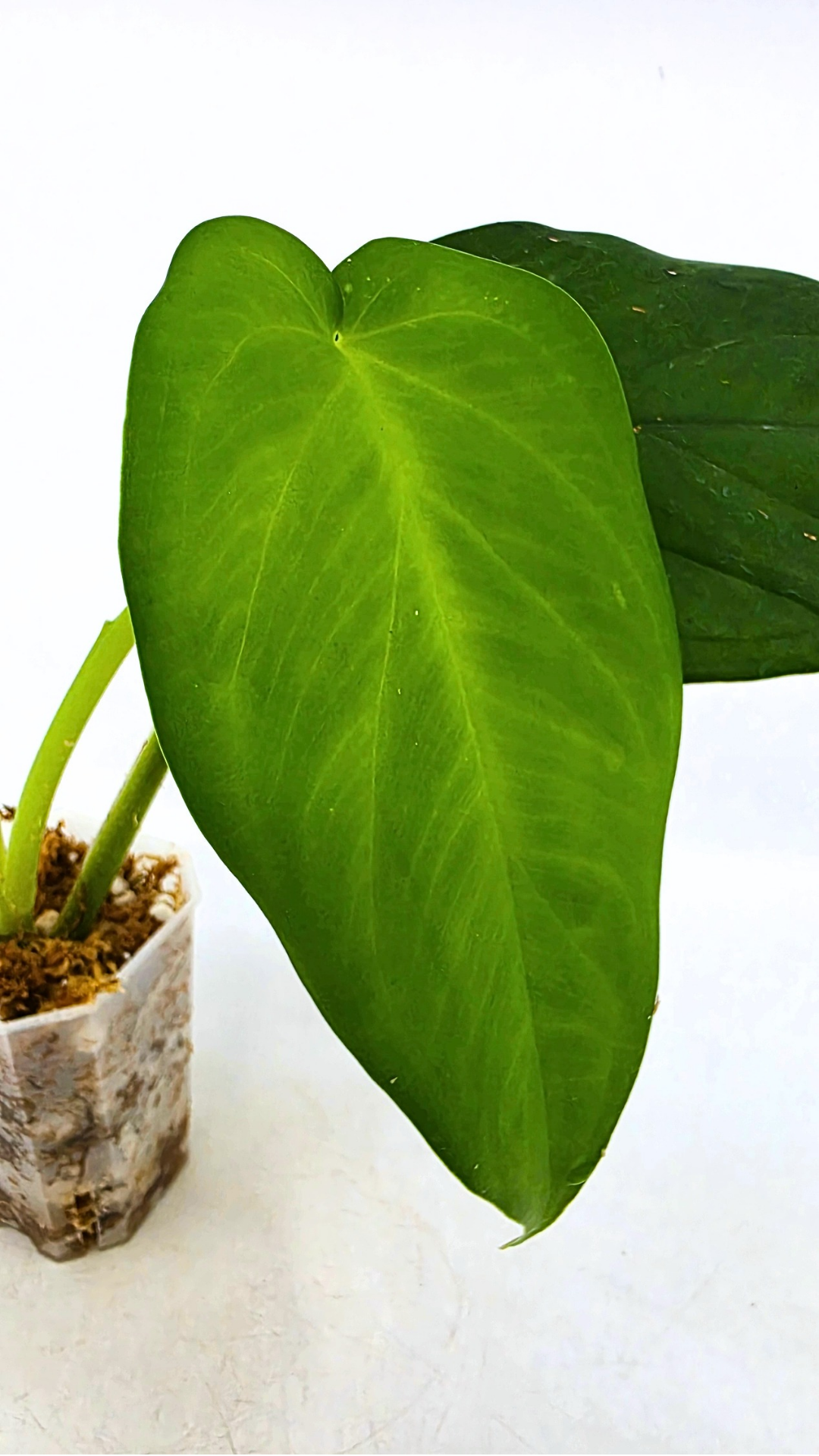 Rare indoor plant Syngonium Chiapense  available from rare houseplant shop The Leaf Gallery in Perth, Western Australia