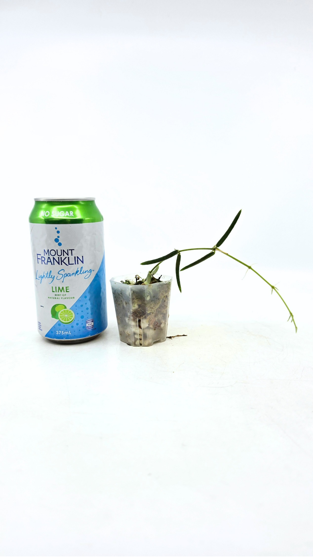 Rare waxplant Hoya Linearis available for sale at rare indoor plant shop The Leaf Gallery in Perth, Western Australia