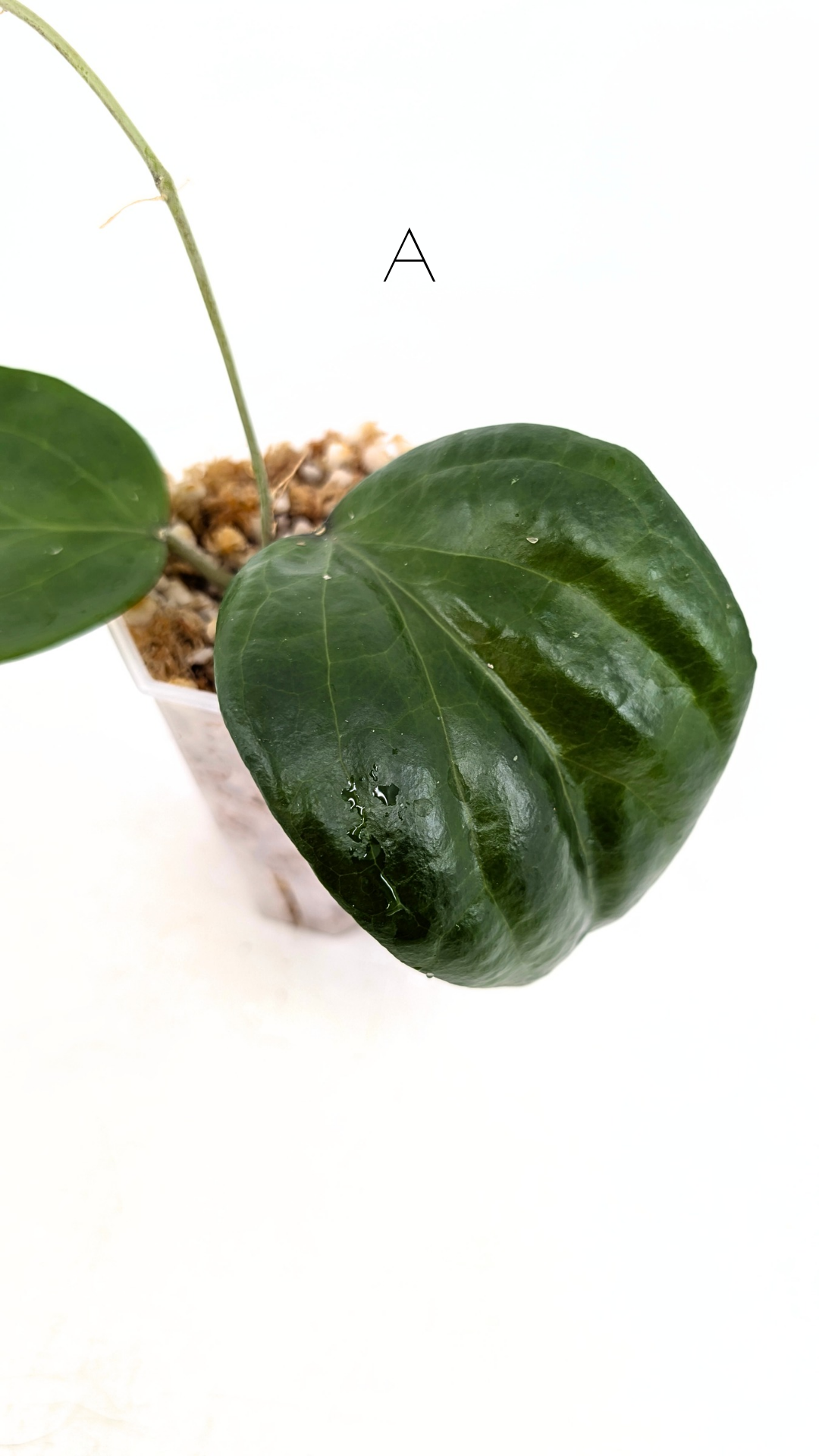 Rare waxplant Hoya Pentaphlebia available for sale at rare indoor plant shop The Leaf Gallery in Perth, Western Australia