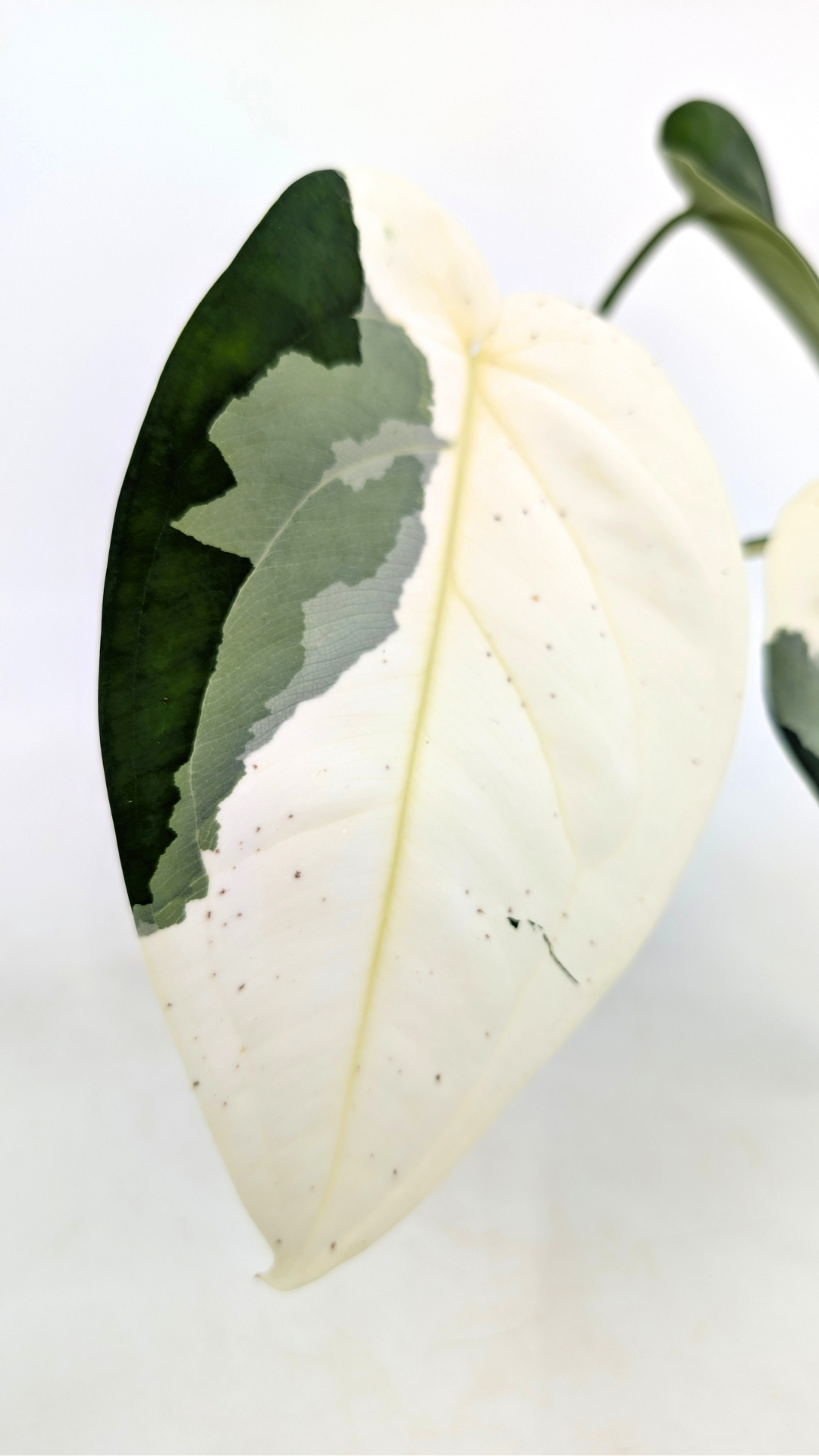 Rare indoor plant Syngonium Chiapense Variegated available from rare houseplant shop The Leaf Gallery in Perth, Western Australia