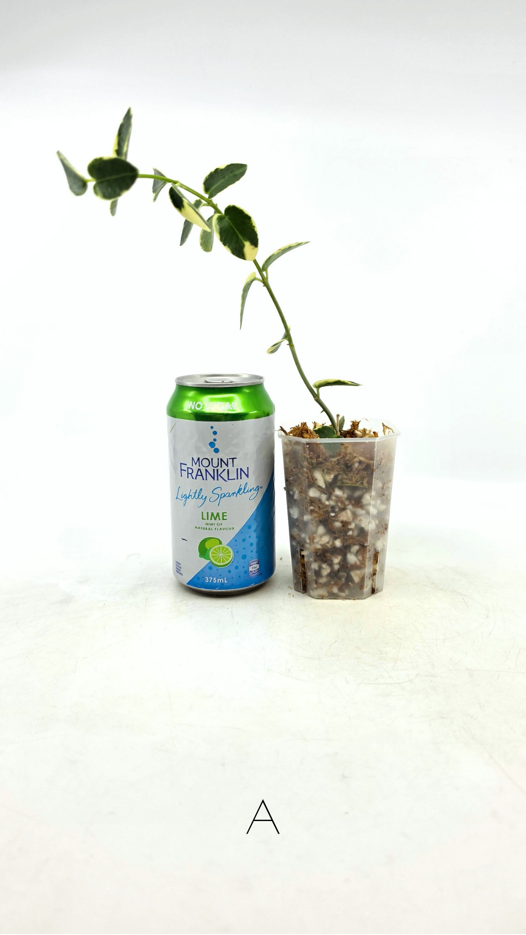 Rare waxplant Hoya Cumingiana Albo available for sale at rare indoor plant shop The Leaf Gallery in Perth, Western Australia