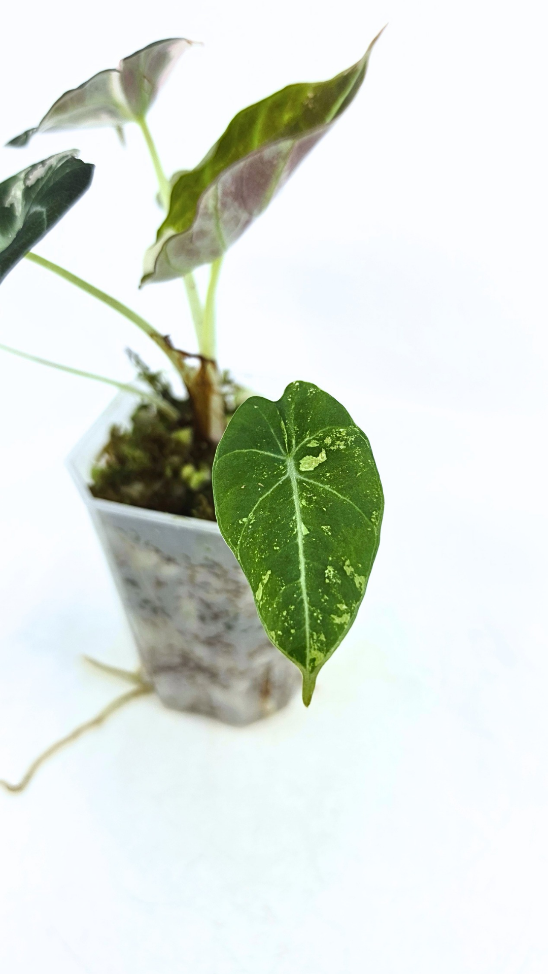 Rare indoor plant Alocasia Black Velvet Pink Variegated available for sale from rare house plant shop The Leaf Gallery in Perth, Western Australia