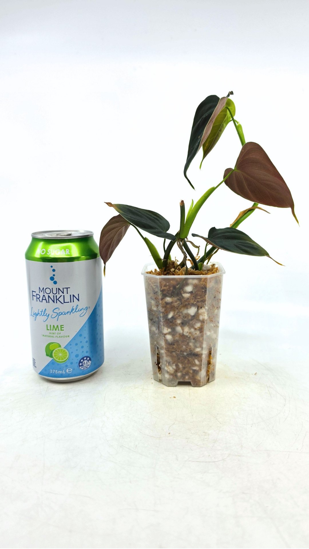 Rare indoor plant Philodendron Lupinum available for sale at rare house plant shop The Leaf Gallery in Perth, Western Australia
