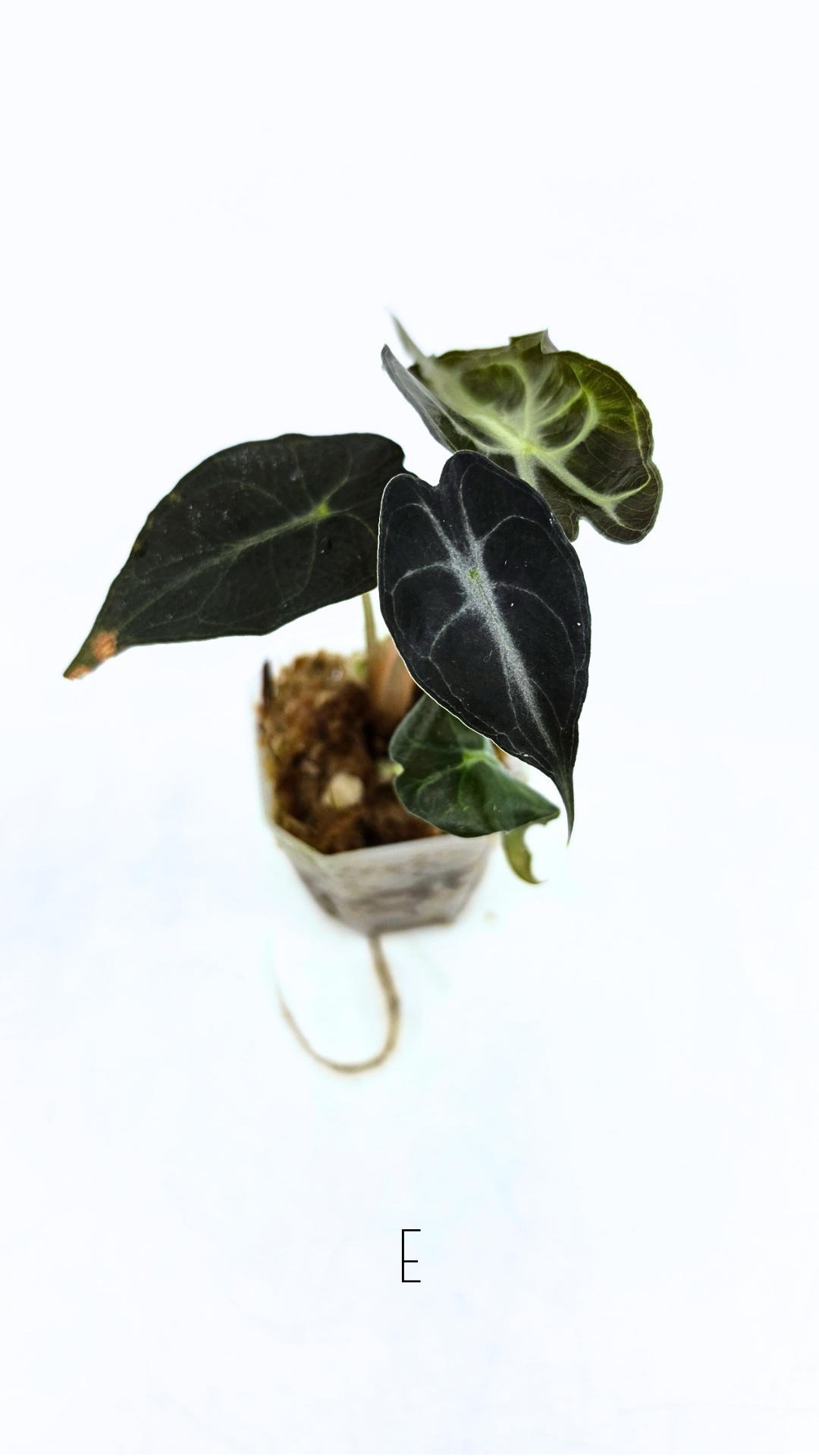 Rare indoor plant Alocasia Venom available for sale at rare house plant shop The Leaf Gallery in Perth, Western Australia.