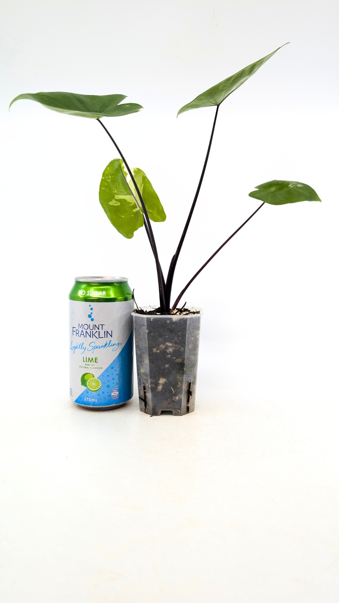 Rare indoor plant Alocasia Macrorrhiza Black Stem Variegated from The Leaf Gallery in Perth, Western Australia