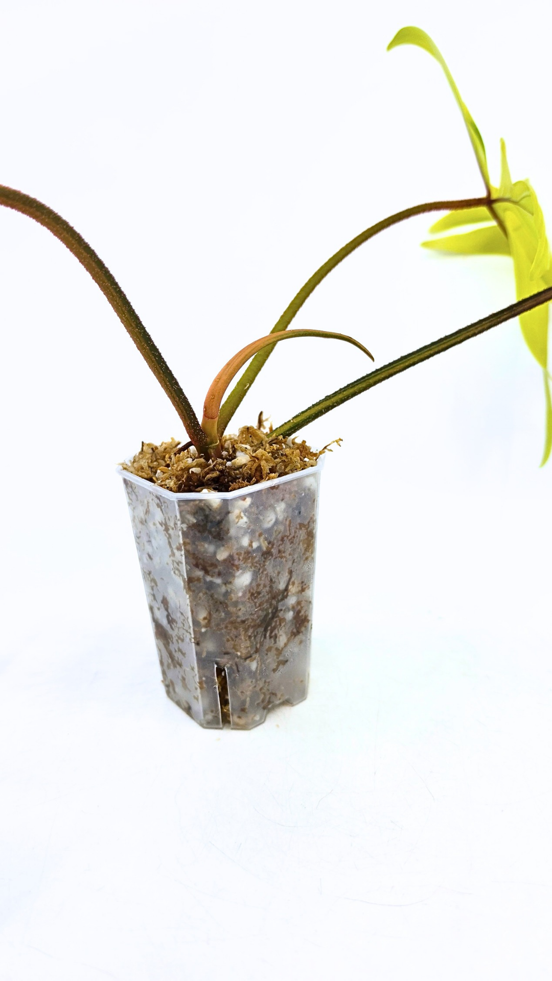 Rare indoor plant Philodendron Florida Beauty Varigated available at rare plant shop The Leaf Gallery in Perth, Western Australia