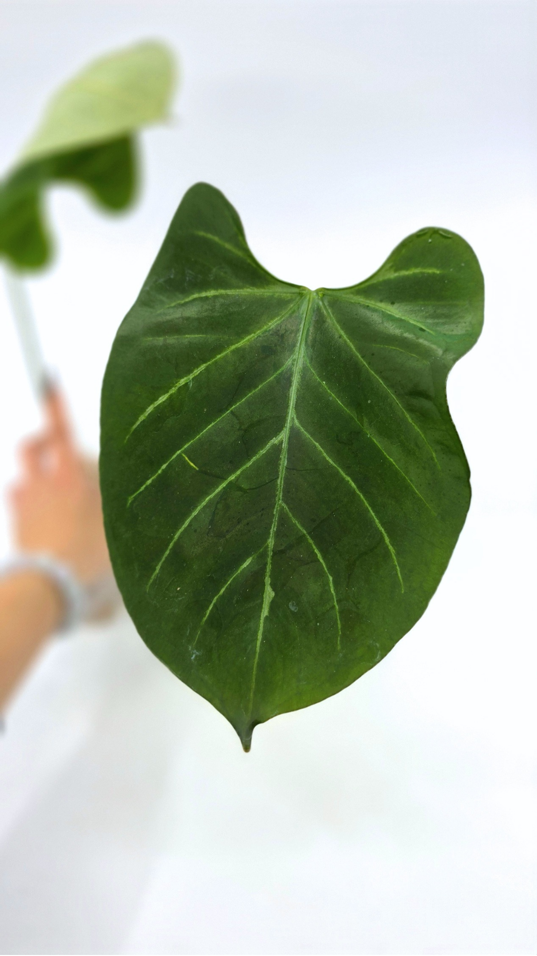 Uncommon indoor plant Anthurium Bosworth Beauty x Crystallinum available for sale at rare plant shop The Leaf Gallery in Perth, Western Australia