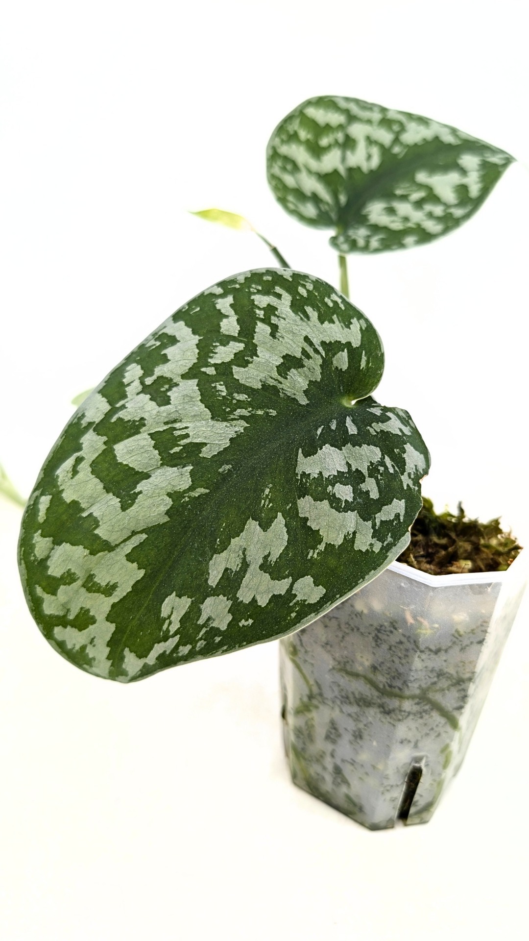 Uncommon indoor plant scindapsus Exotica available for sale at rare plant shop The Leaf Gallery in Perth, Western Australia.