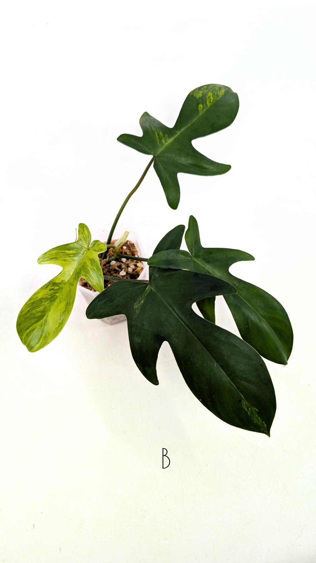 Rare indoor plant Philodendron Florida Beauty Varigated available at rare plant shop The Leaf Gallery in Perth, Western Australia