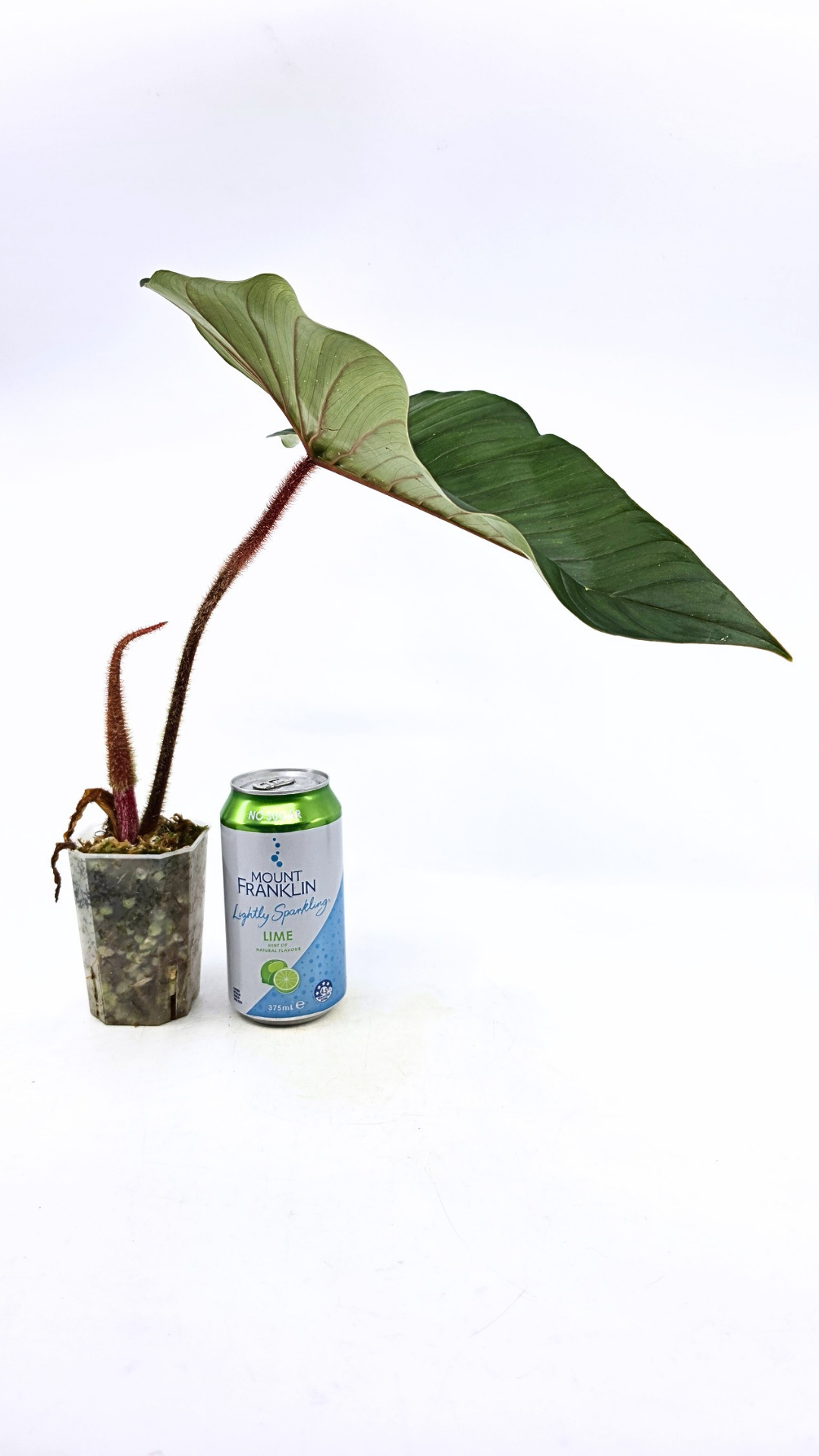 Rare indoor plant Philodendron Red Serpens available for sale at rare plant shop The Leaf Gallery in Perth, Western Australia