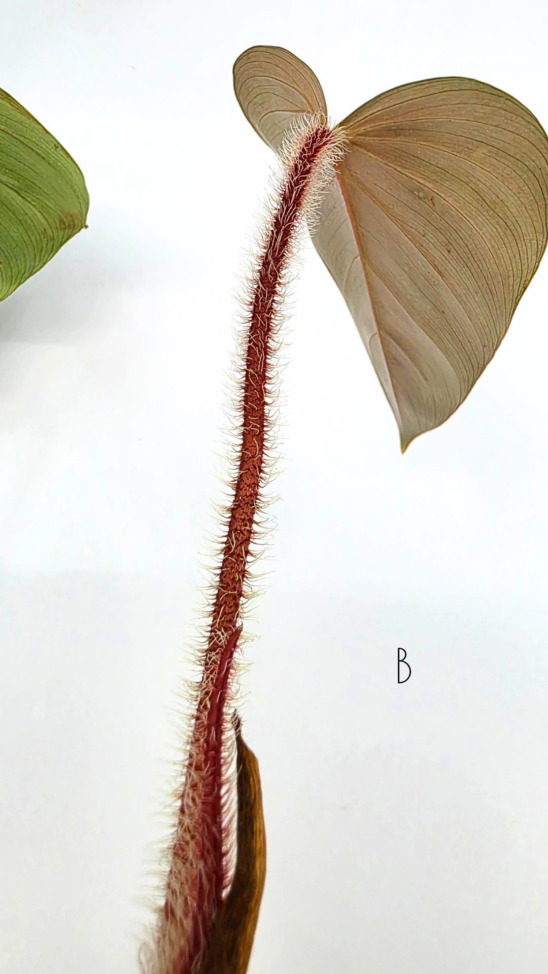 Rare indoor plant Philodendron Red Serpens available for sale at rare plant shop The Leaf Gallery in Perth, Western Australia