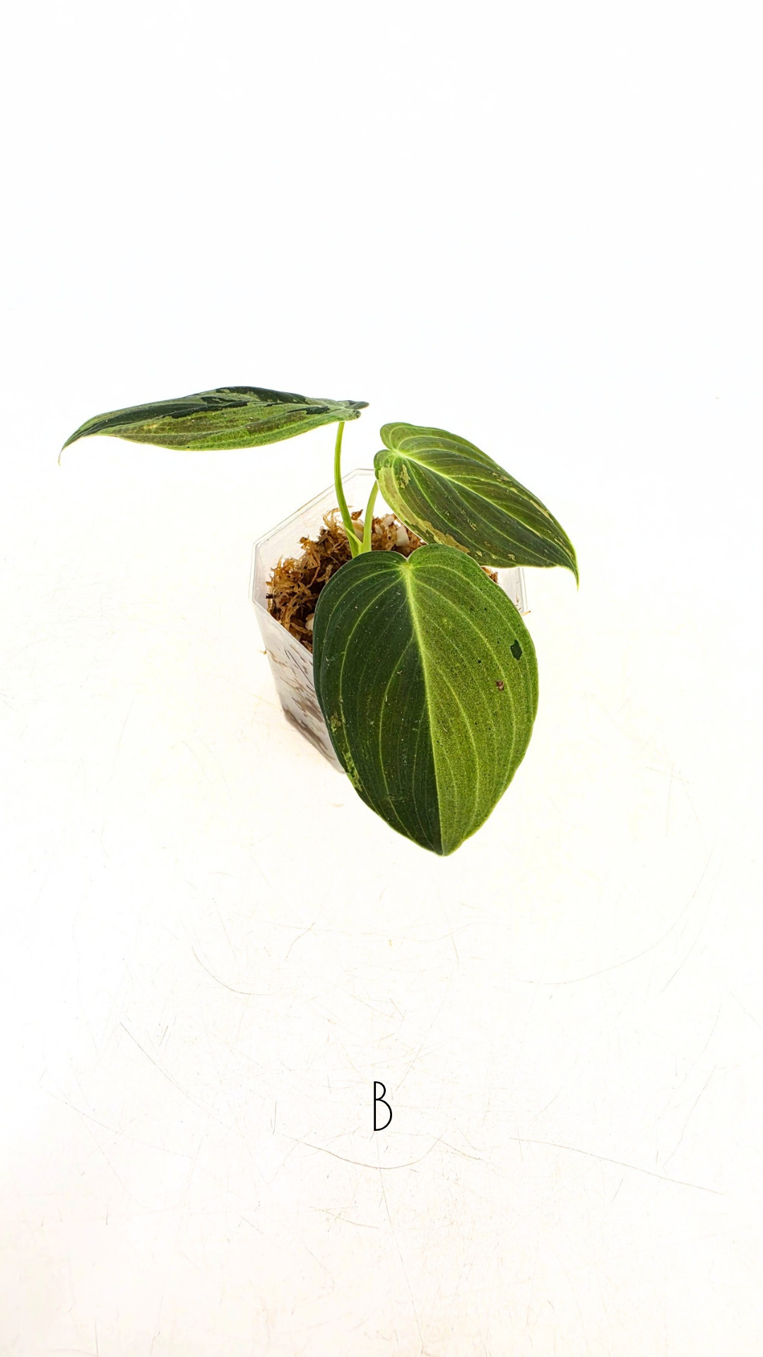 Rare plant Philodendron Melanochrysum Varigated available for sale at rare plant shop The Leaf Gallery in Perth, Western Australia