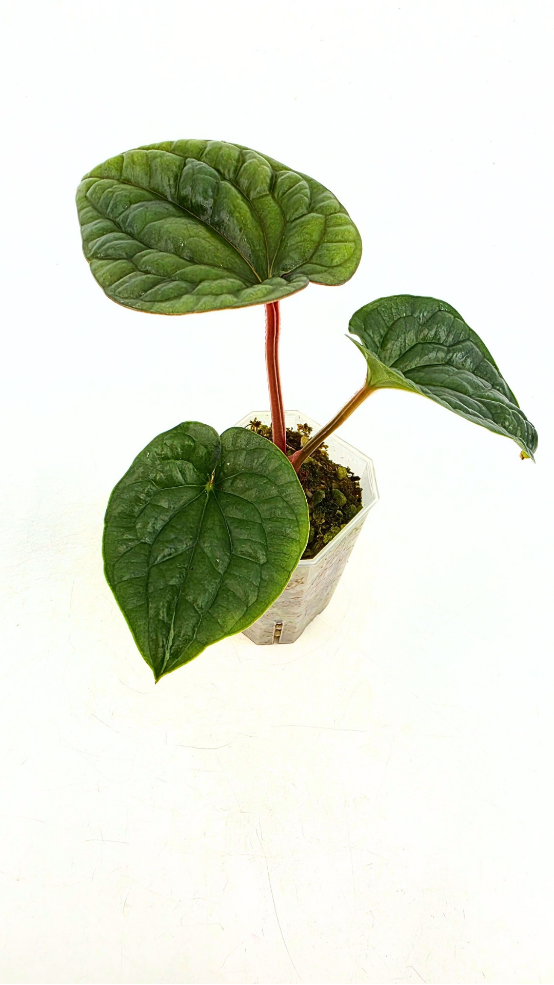 Rare indoor plant Anthurium Luxurians available for sale at rare house plant shop The Leaf Gallery in Perth, Western Australia