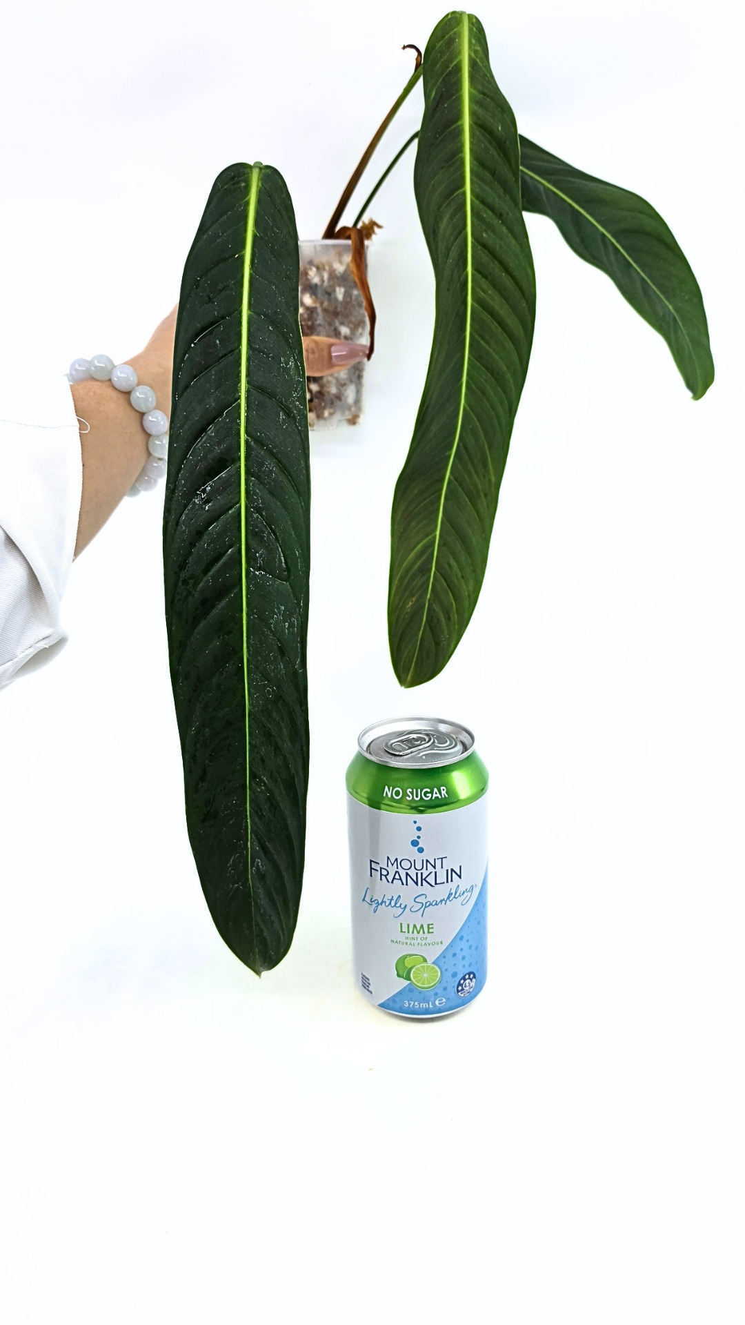 Rare Indoor Plant Philodendron Heterocraspedon for sale at rare plant shop The Leaf Gallery in Perth, Western Australia