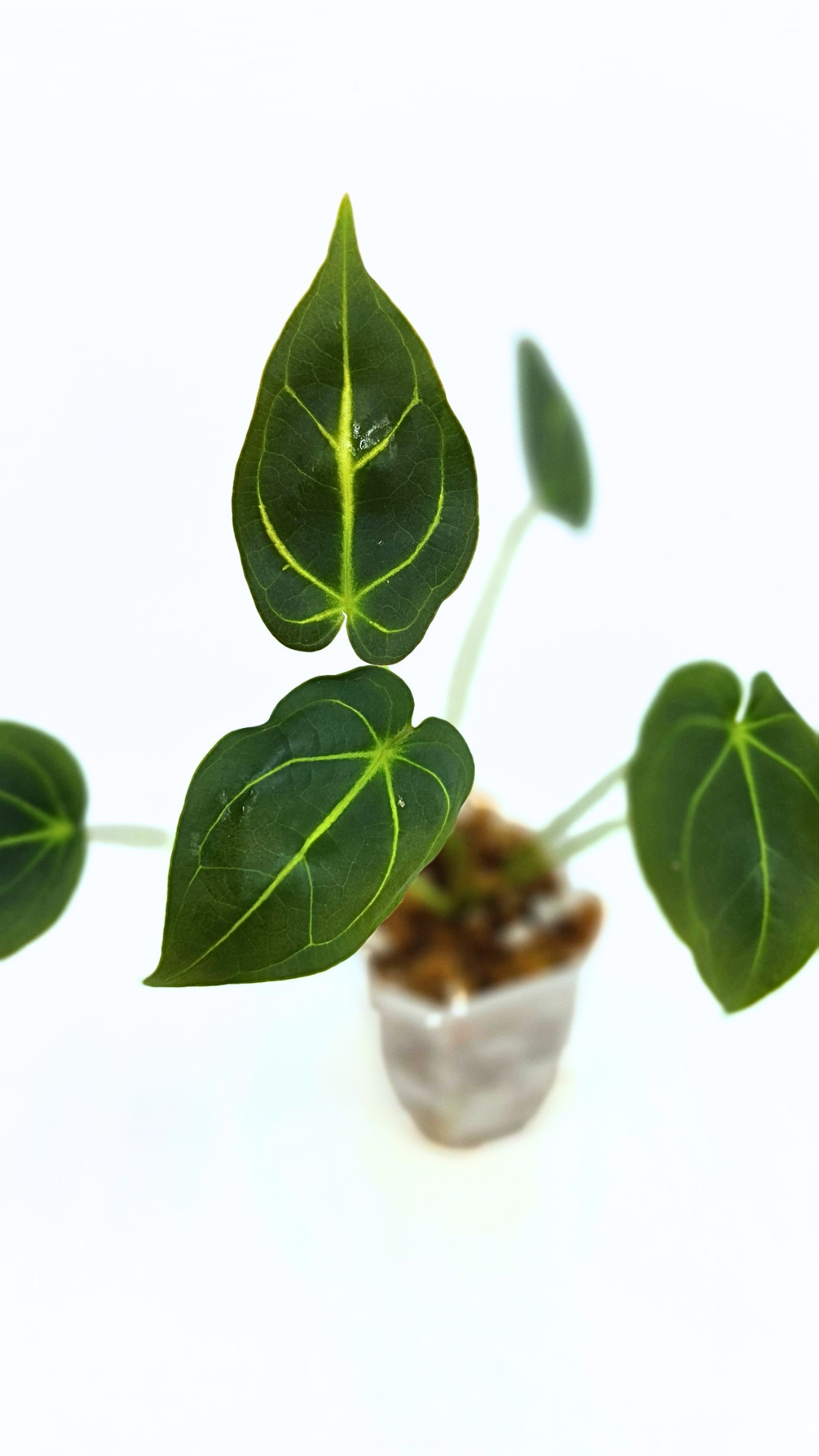Rare anthurium hybrid Dark Forgetii X Bessae Aff available for sale at rare houseplant shop The Leaf Gallery in Perth, Western Australia