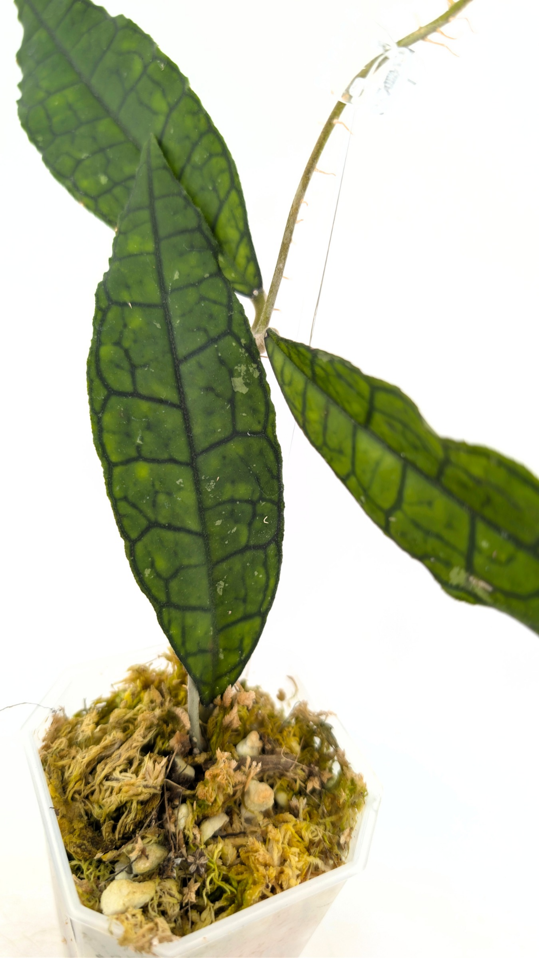 Rare waxplant Hoya Finlaysonii Long Leaf available for sale at rare indoor plant shop The Leaf Gallery in Perth, Western Australia