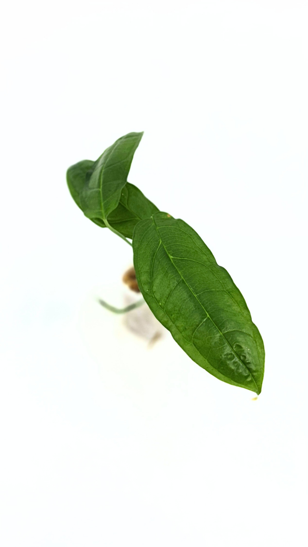 Rare indoor plant Monstera Obliqua Amazonas available at rare plant shop The Leaf Gallery in Perth, Western Australia