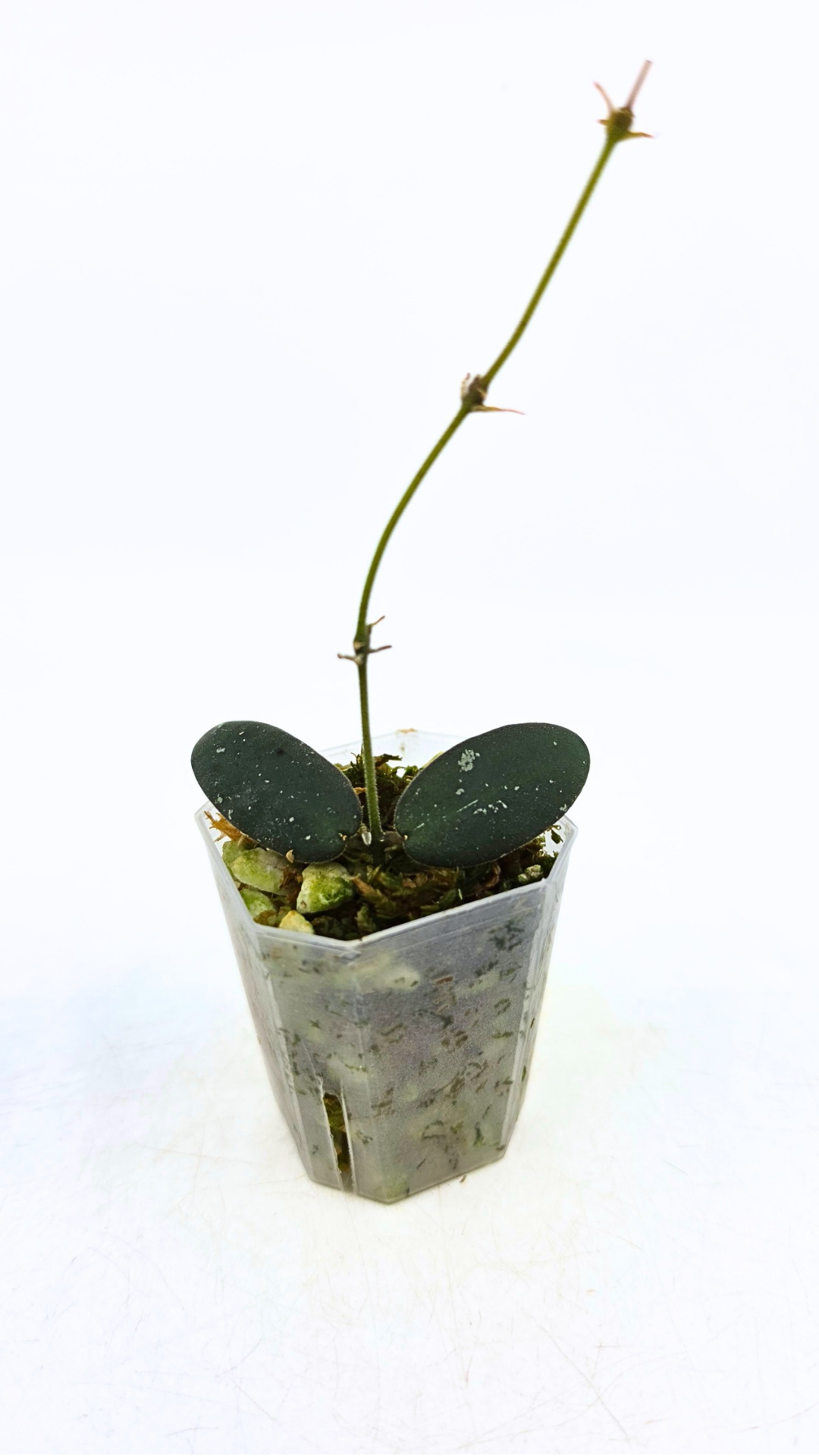 Rare waxplant Hoya GPS 7240 available for sale at rare indoor plant shop The Leaf Gallery in Perth, Western Australia