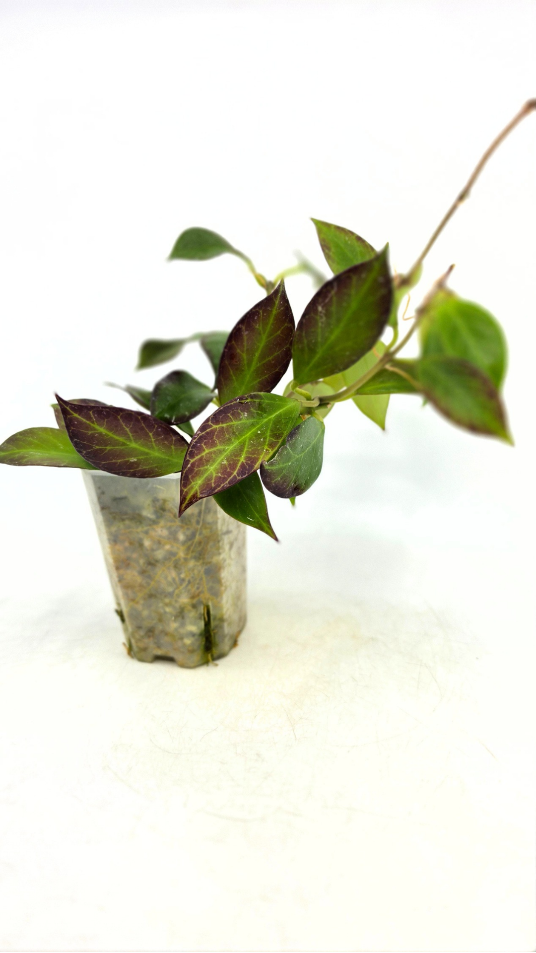 Rare waxplant Hoya Sunrise available at rare plant shop The Leaf Gallery in Perth Western Australia
