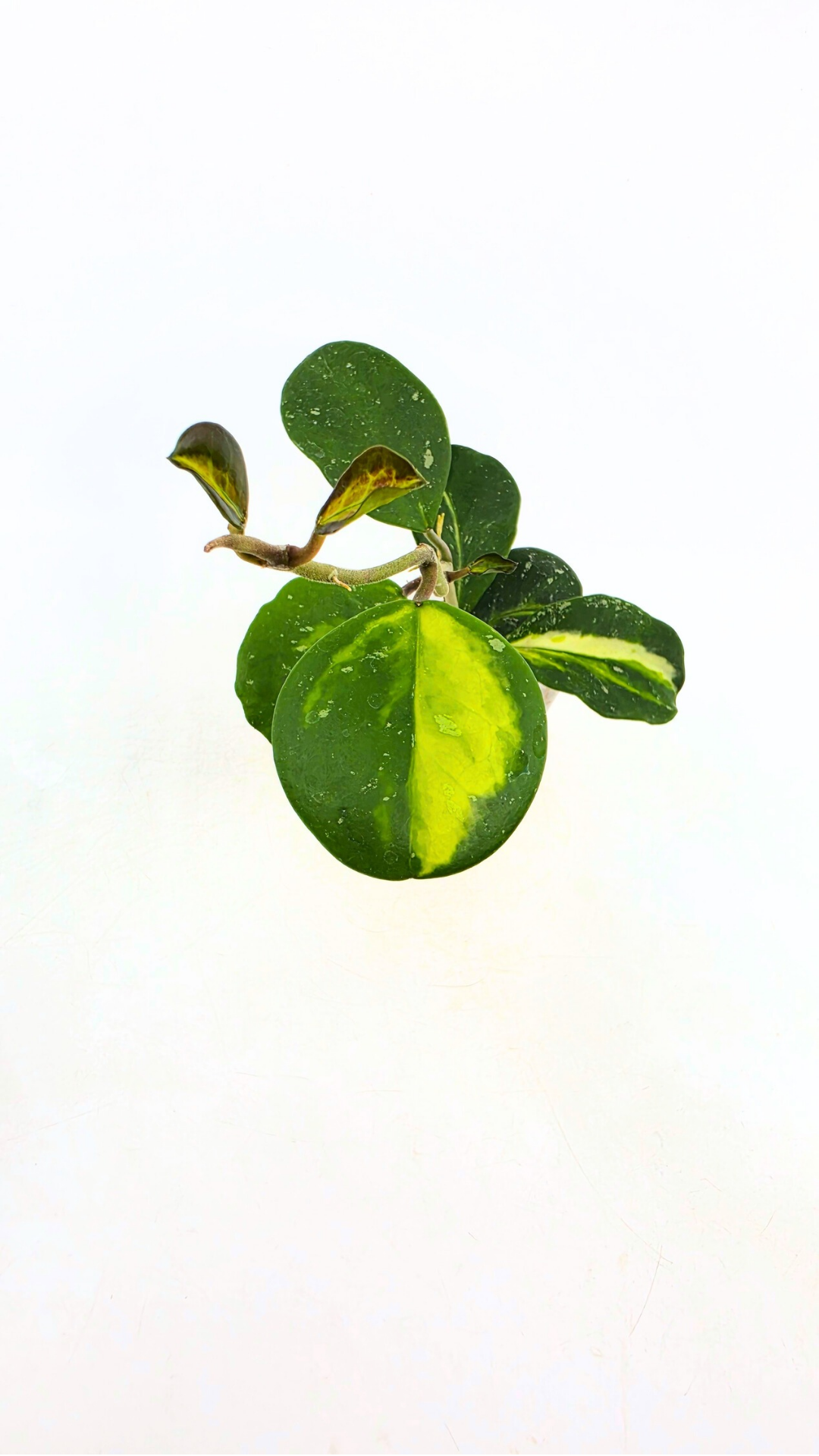 Rare waxplant Hoya Obavata Splash Variegated available for sale at rare indoor plant shop The Leaf Gallery in Perth, Western Australia.