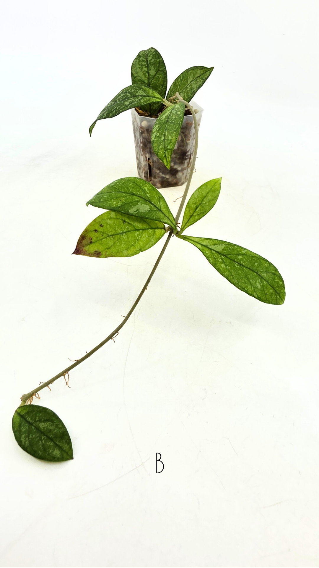 Rare waxplant Hoya Crassipetiolata Splash available for sale at rare indoor plant shop The Leaf Gallery in Perth, Western Australia