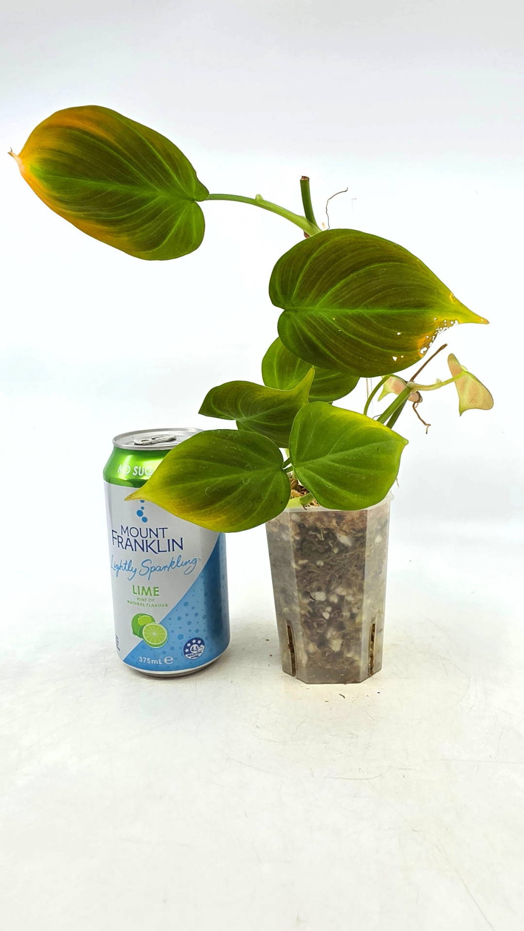 Uncommon indoor plant Philodendron Camposportoanum available for sale at rare house plant shop The Leaf Gallery in Perth, Western Australia