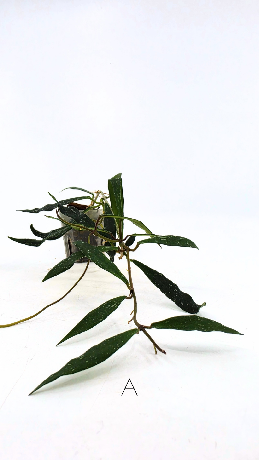 Rare waxplant Hoya Mirabillis Splash available for sale at rare indoor plant shop The Leaf Gallery in Perth, Western Australia