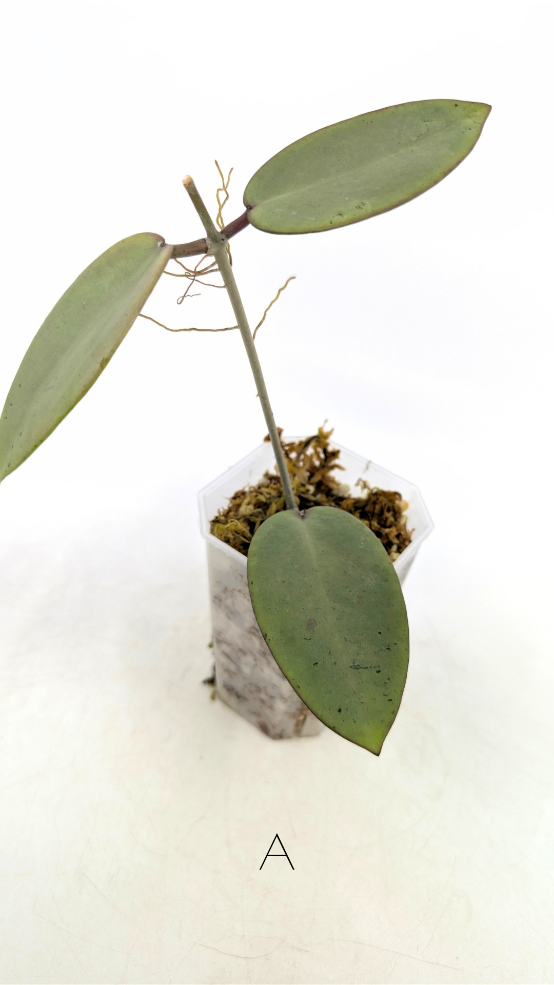 Rare waxplant Hoya Silver Dollar available for sale at rare indoor plant shop The Leaf Gallery in Perth, Western Australia