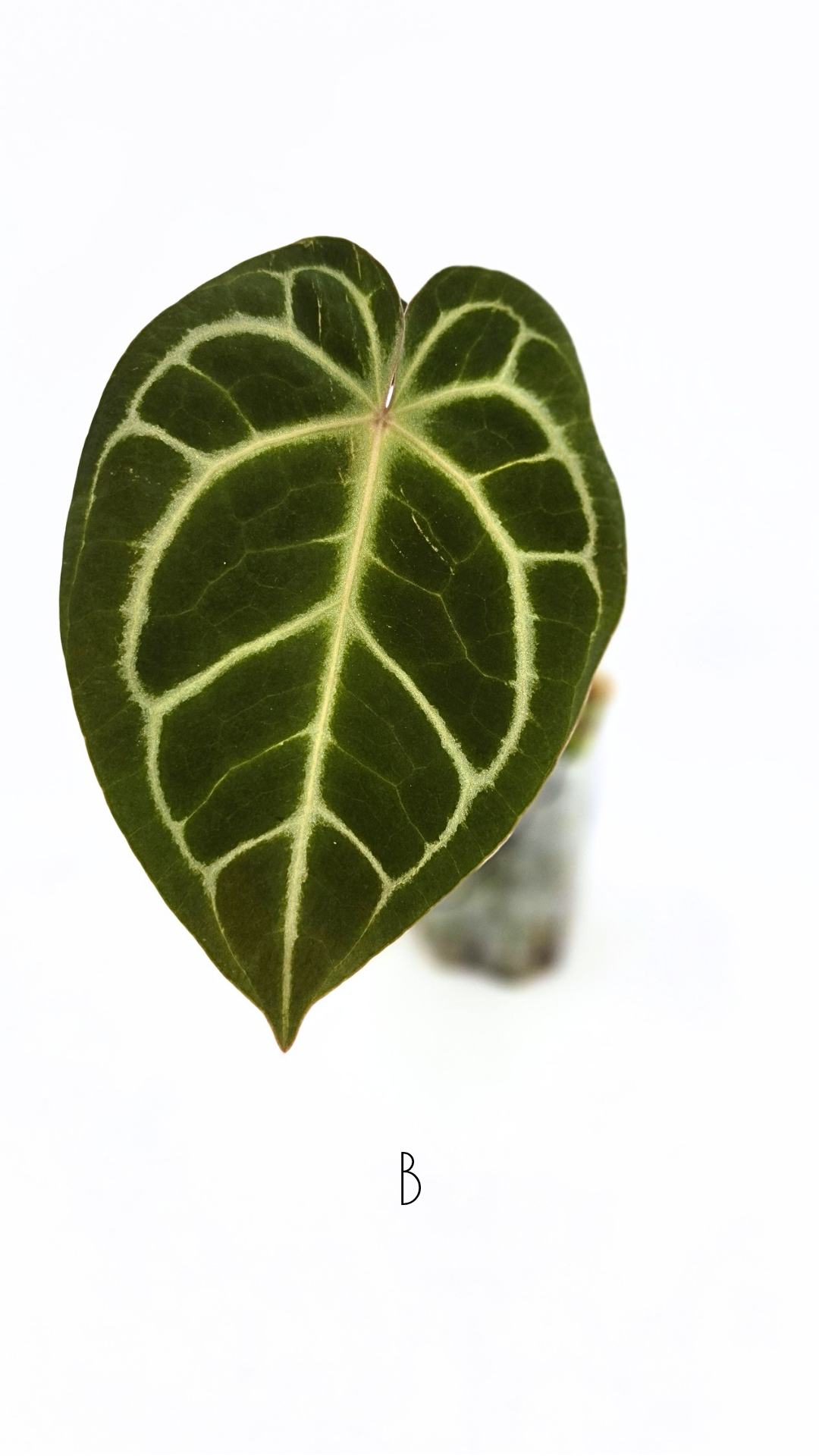 Rare anthurium hybrid Anthurium Dark Forgetii x Bessae Aff X Anthurium Michelle by The Leaf Gallery in Perth, Western Australia