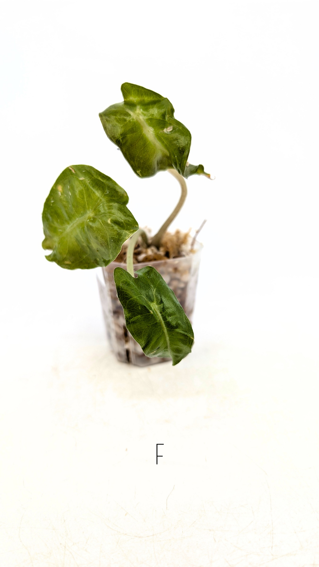 Rare indoor plant Alocasia Venom available for sale at rare house plant shop The Leaf Gallery in Perth, Western Australia.