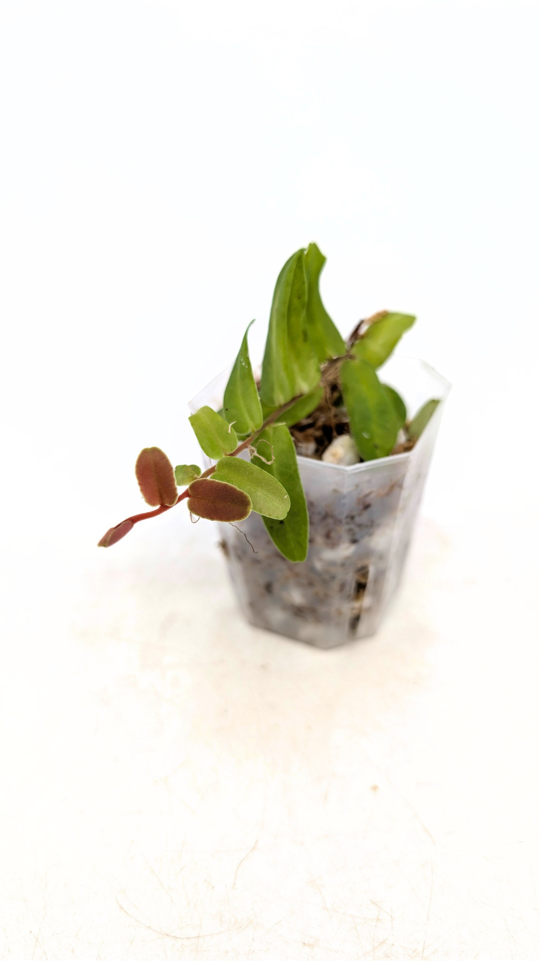 Rare shinggling terrarium plant Marcgravia Sintenisii or Rainbow Marcgravia availabe for sale at rare plant shop The Leaf Gallery in Perth, Western Australia