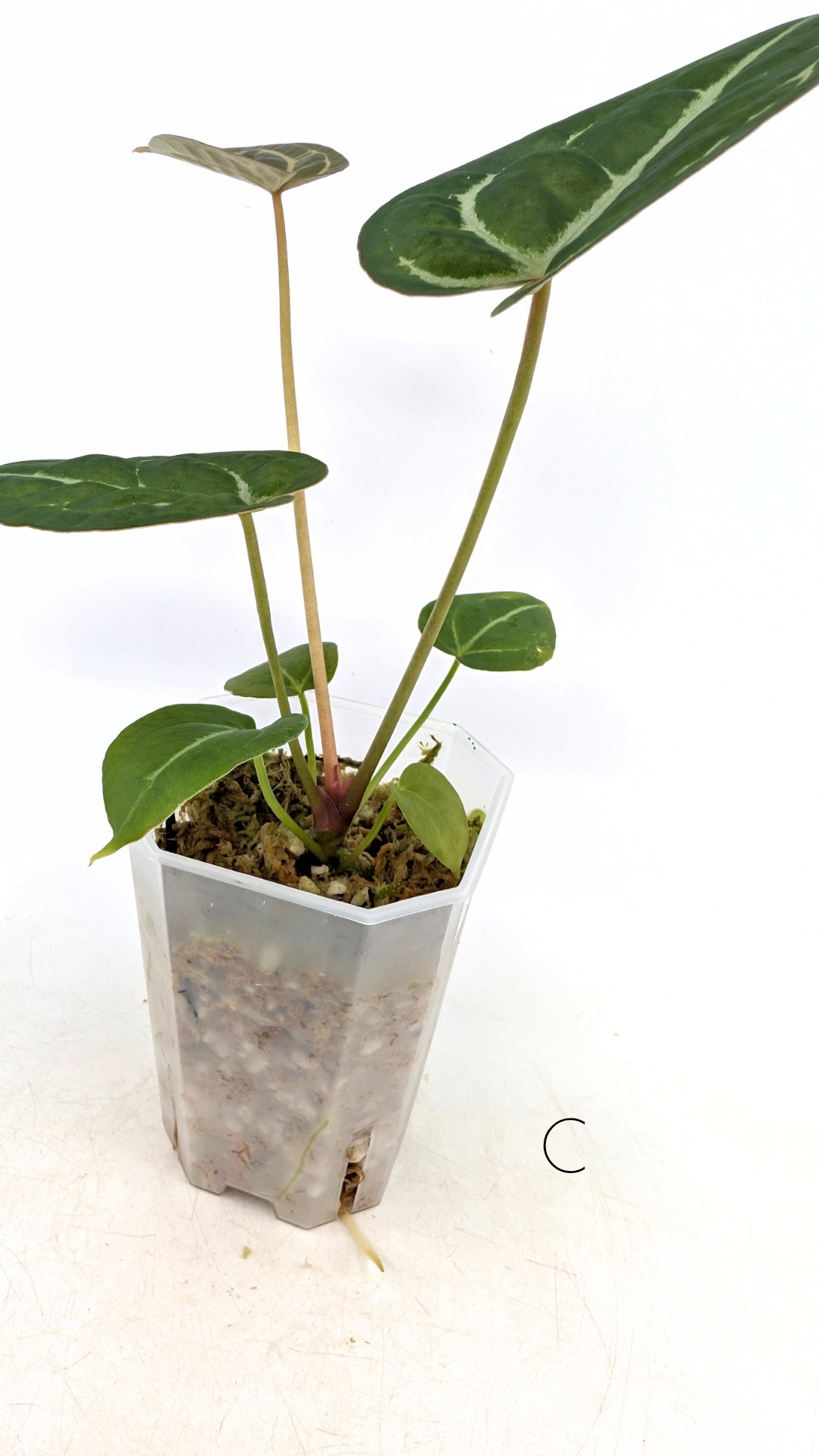 Rare anthurium hybrid Anthurium Dark Forgetii x Bessae Aff X Anthurium Michelle by The Leaf Gallery in Perth, Western Australia