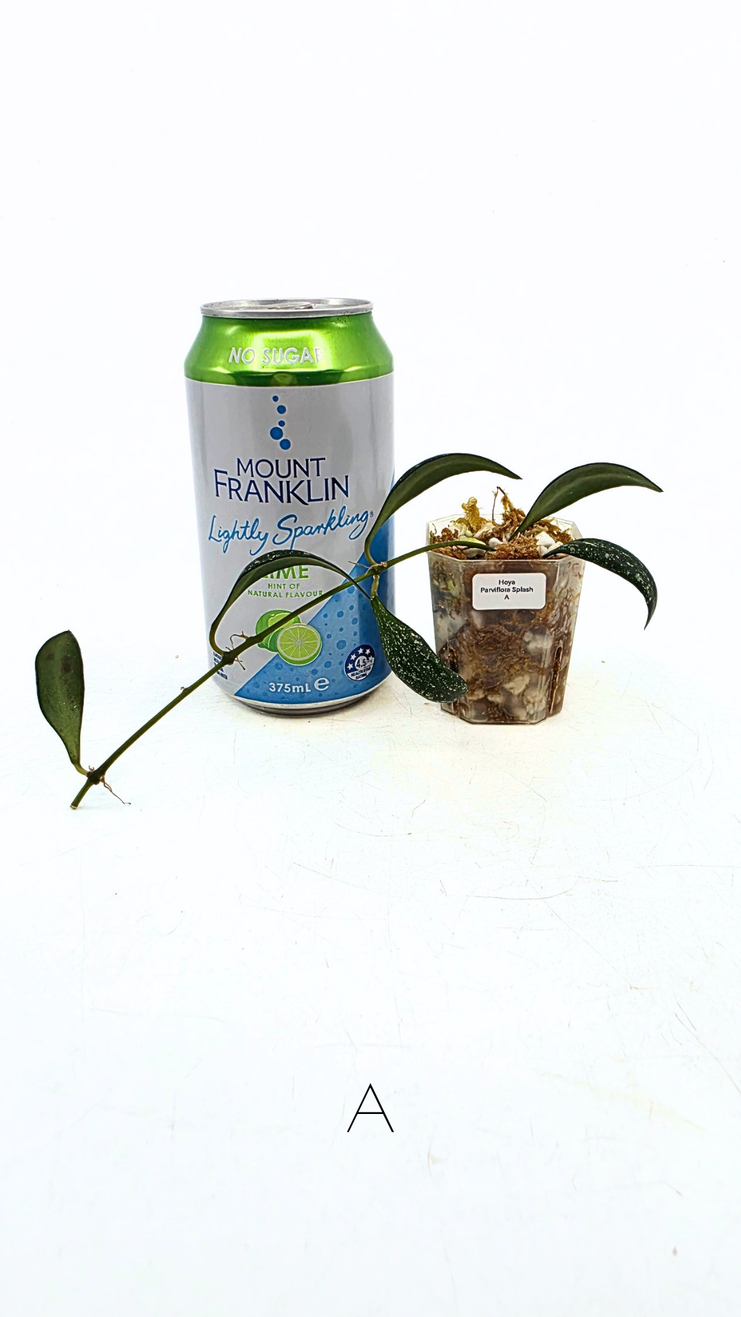 Rare waxplant Hoya Parviflora Splash available for sale at rare indoor plant shop The Leaf Gallery in Perth, Western Australia