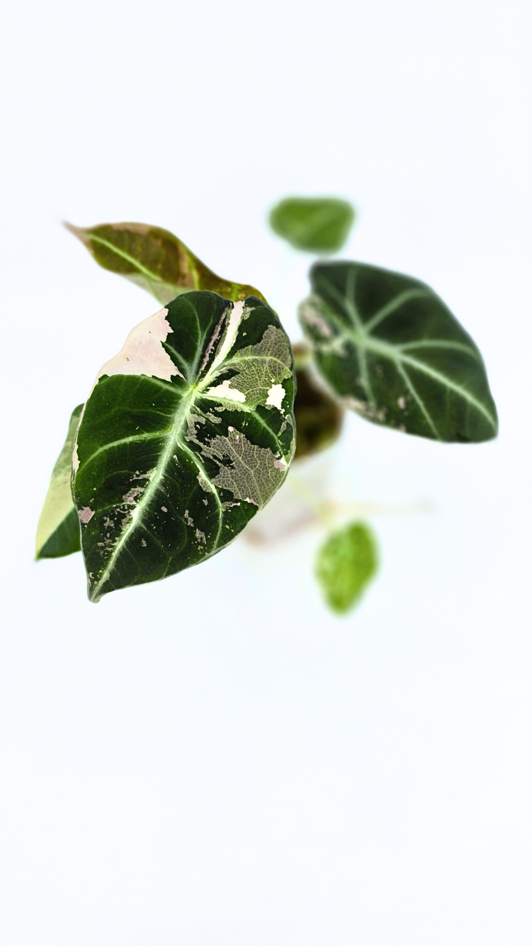 Rare indoor plant Alocasia Black Velvet Pink Variegated available for sale from rare house plant shop The Leaf Gallery in Perth, Western Australia
