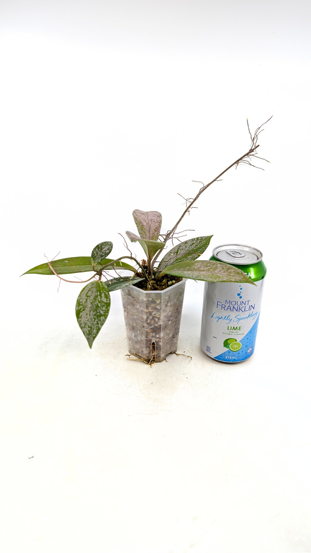 Rare waxplant Hoya Pubicalyx Pink Silver Ghost available for sale at rare indoor plant shop The Leaf Gallery in Perth, Western Australia