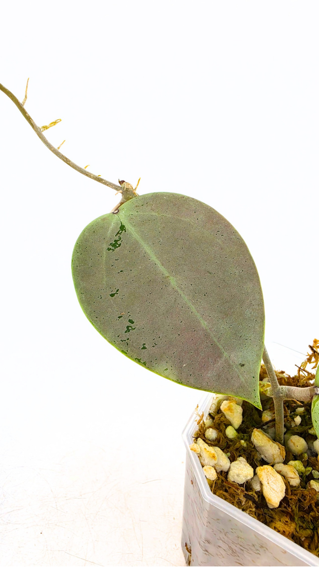 Rare waxplant Hoya Verticillata Silver Heart available for sale at rare indoor plant shop The Leaf Gallery in Perth, Western Australia