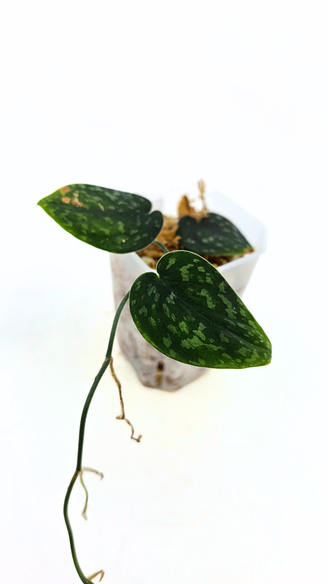 Rare indoor plant Scindapsus Pictus Haask Snake Scale Available for sale at rare plant shop The Leaf Gallery in Perth, Western Australia