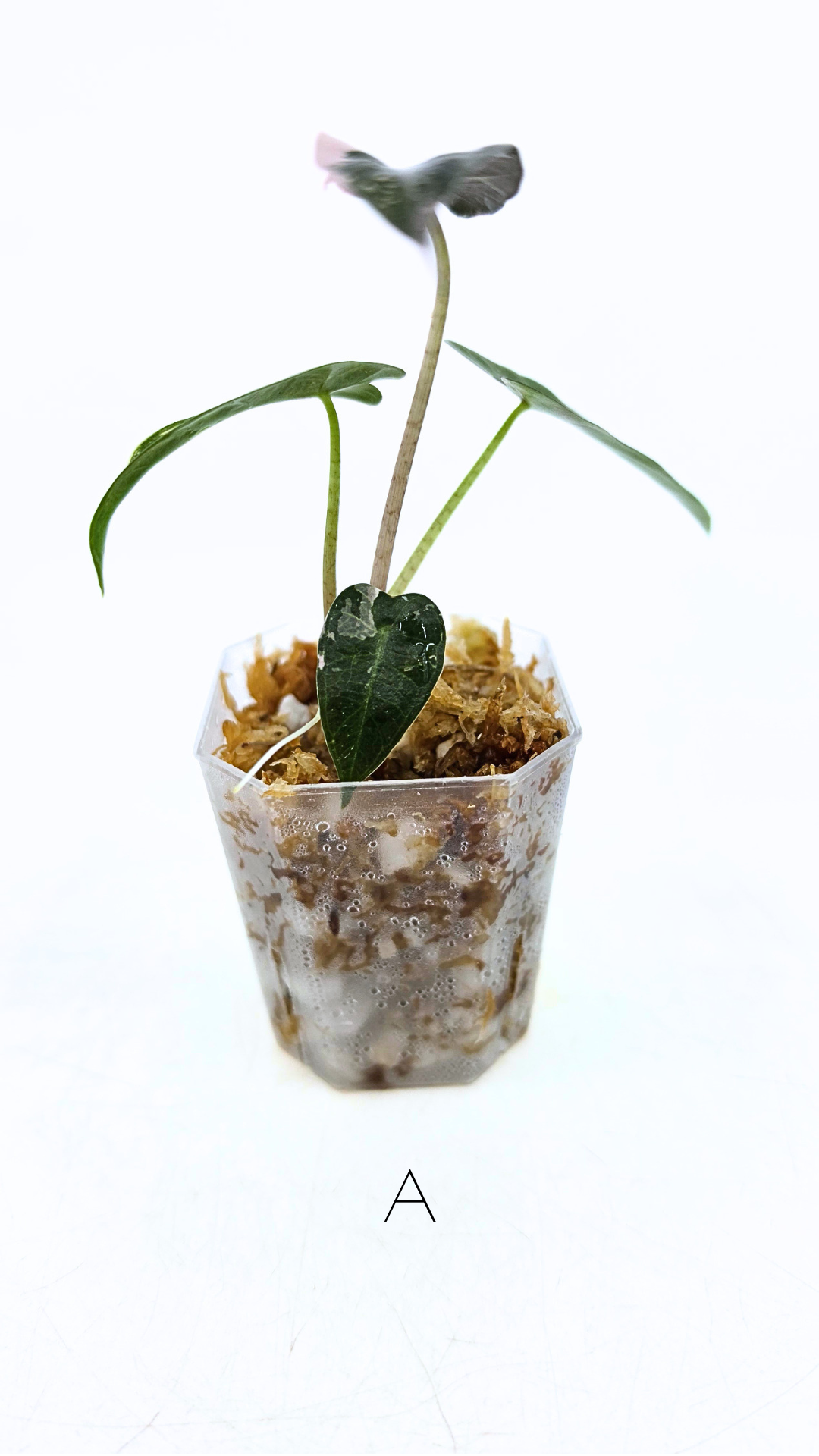 Rare indoor plant Alocasia Amazonica Bambino Pink TC plantlets available for sale at rare houseplant shop The Leaf Gallery in Perth, Western Australia