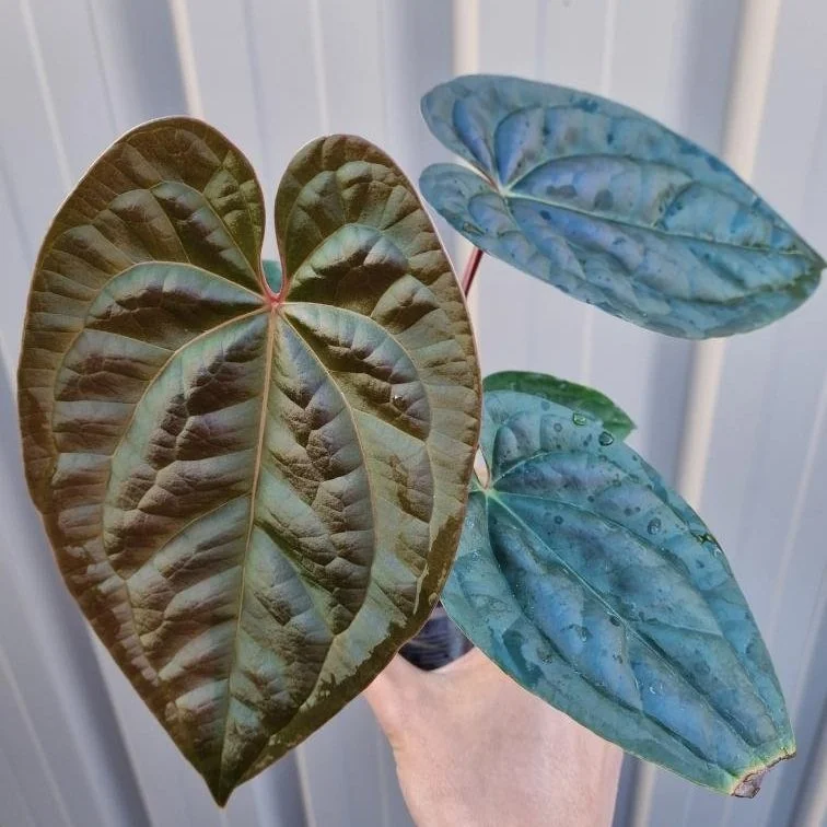 Rare anthurium hybrid bessae aff x luxurians by rare plant shop The Leaf Gallery in Perth, Western Australia
