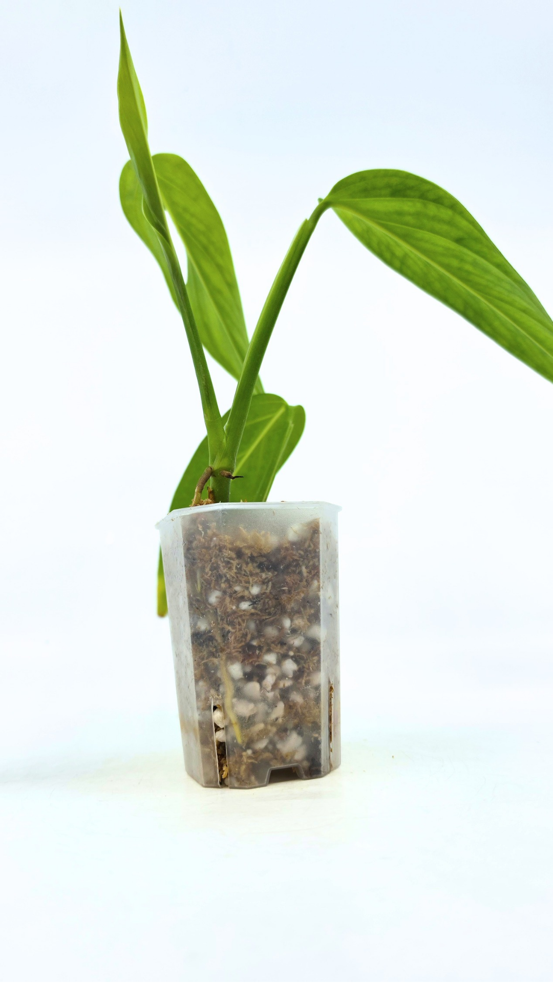 Rare Monstera Xanthospatha available for sale at rare plant shop The Leaf Gallery in Perth, Western Australia