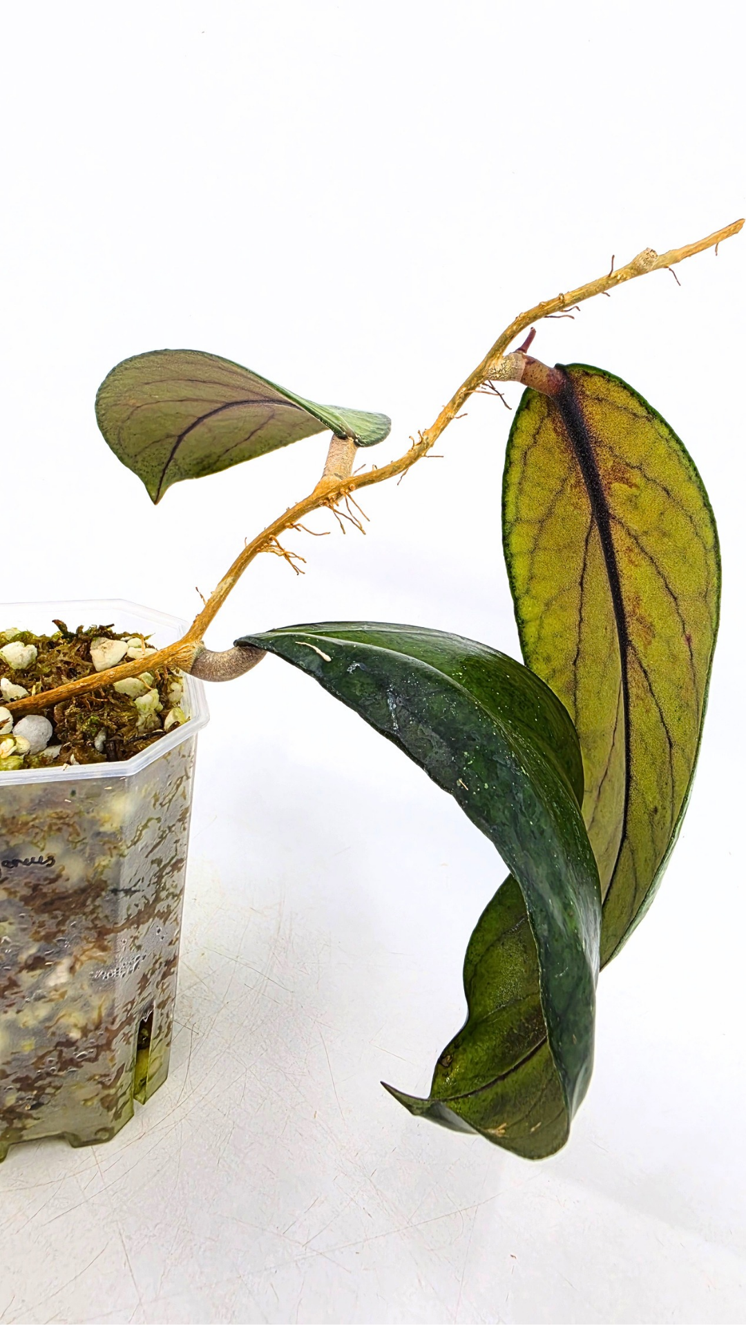 Rare waxplant Hoya Sp Tanggamus available for sale at rare indoor plant shop The Leaf Gallery in Perth, Western Australia