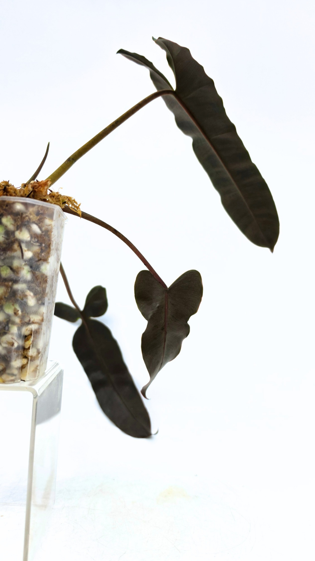 Rare indoor plant Philodendron Black Billitiae (philodendron atabapoense x philodendron billietiae) available for sale at rare house plant shop The Leaf Gallery in Perth, Western Australia