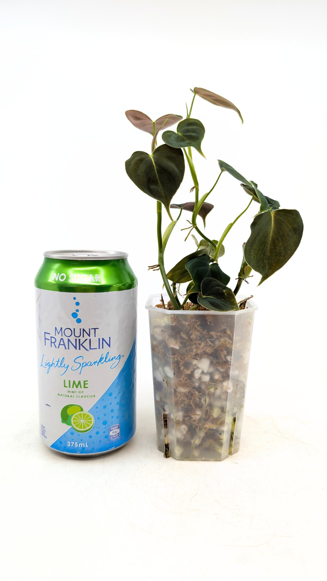 Rare indoor plant Philodendron Lupinum available for sale at rare house plant shop The Leaf Gallery in Perth, Western Australia