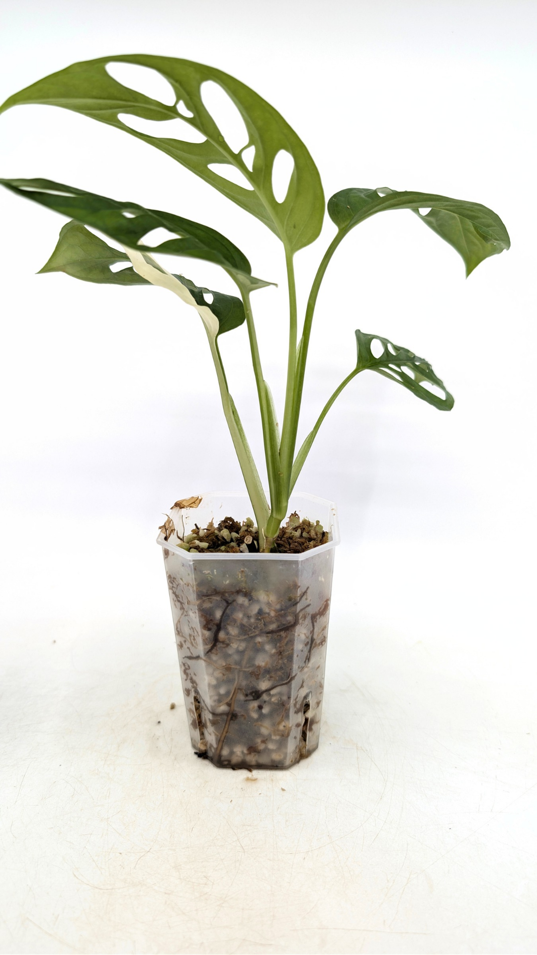 Monstera Adansonii Albo Variegated available for sale at rare house plant shop The Leaf Gallery in Perth, Western Australia