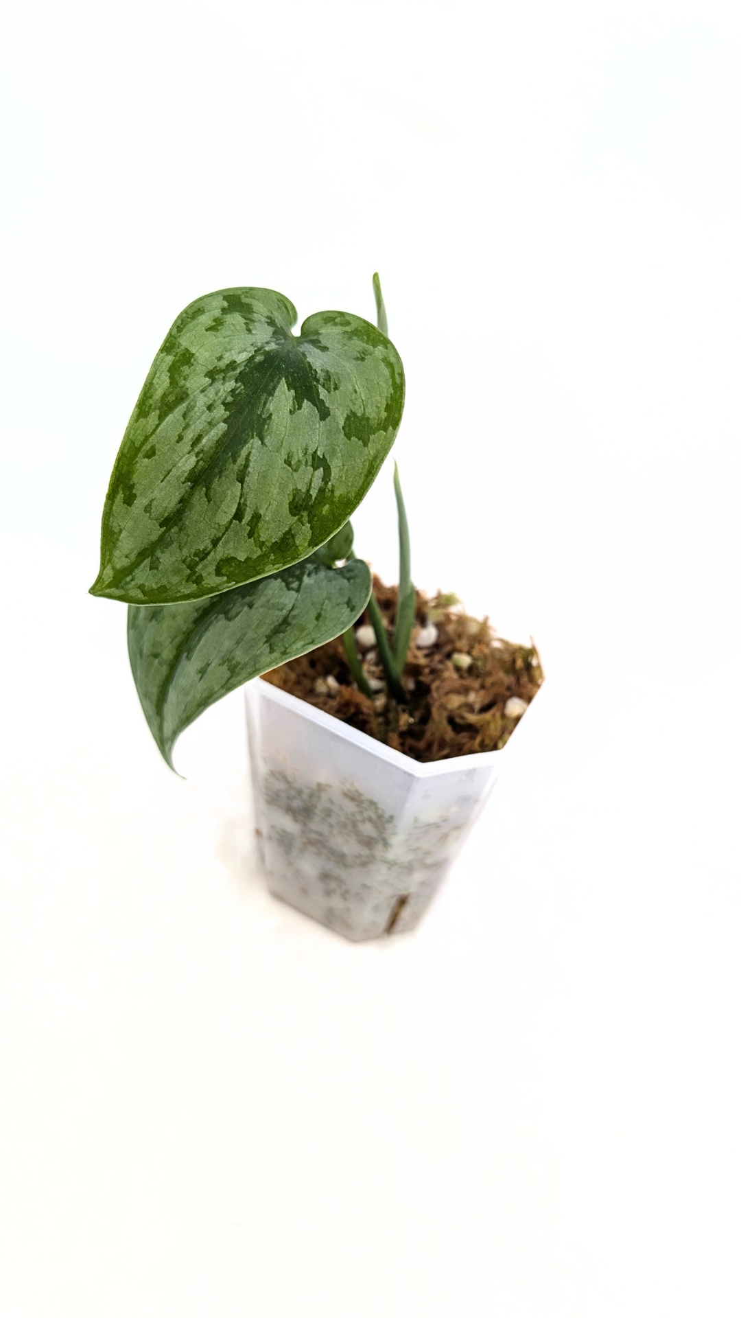 Rare indoor plant Scindapsus silver cloud available for sale at rare plant shop The Leaf Gallery in Perth, Western Australia