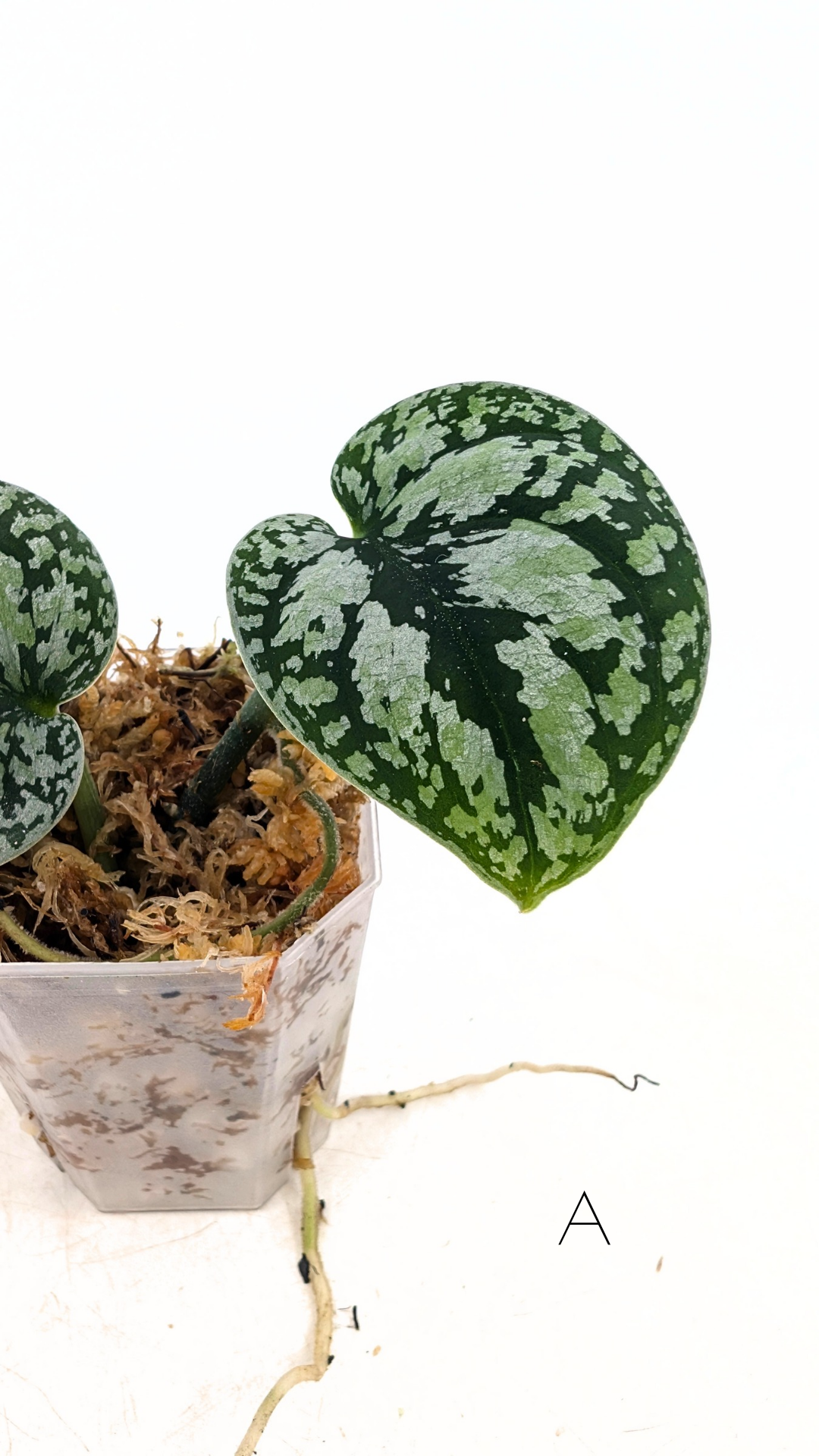 Rare indoor plant Scindapsus Dark Silver Tricolour available for sale at rare house plant shop The Leaf Gallery in Perth, Western Australia
